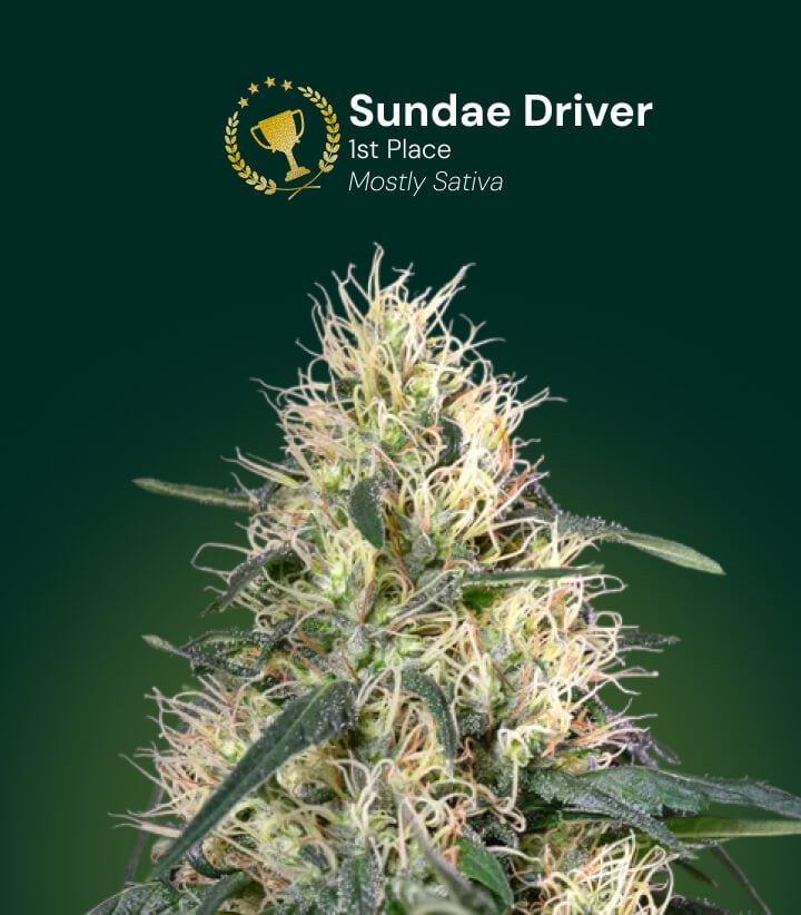 Sundae Driver cannabisbloem, winnaar van de 1e plaats, mostly sativa