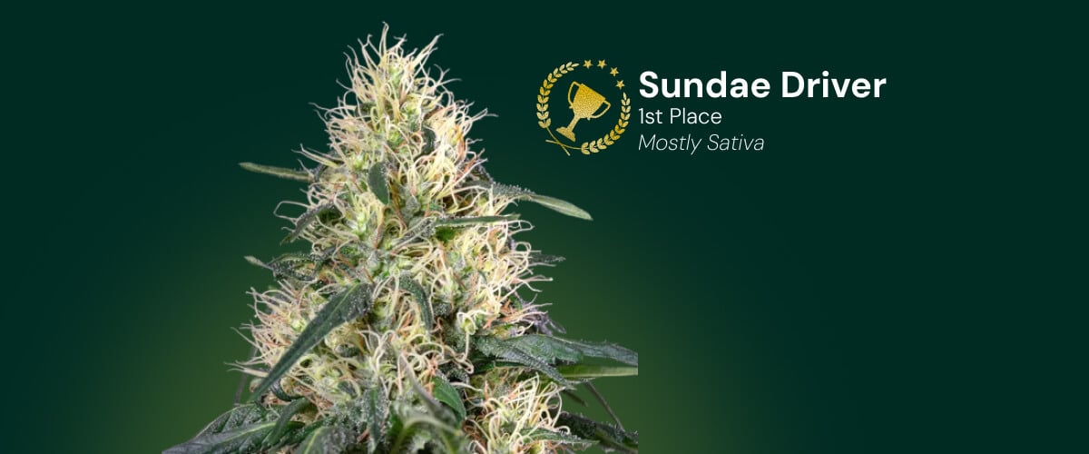 Sundae Driver cannabisbloem, winnaar van de 1e plaats, mostly sativa