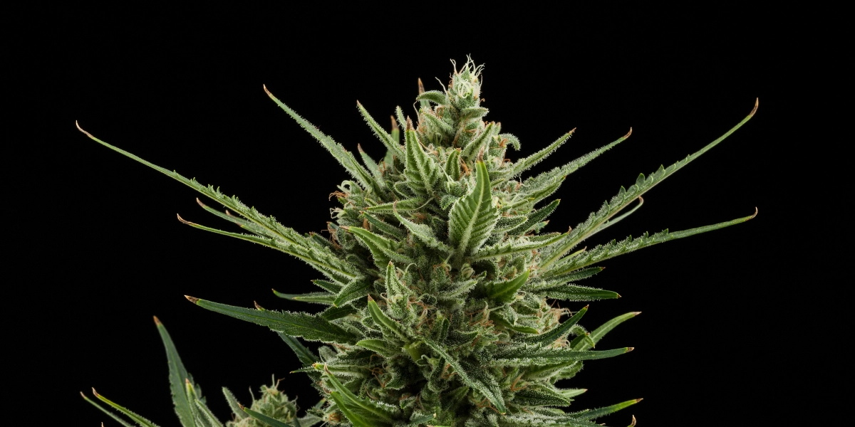 Sweet Skunk Auto: compacte groei met concurrerende opbrengst Sweet Skunk Auto cannabistop met dichte harsrijke bloemen, groene suikerblaadjes, oranje stampers en compacte groei tegen een donkere achtergrond.