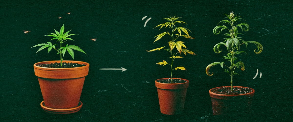 CCYV-symptomen bij cannabisplanten Drie cannabisplanten in pot met CCYV-symptomen, gele en gekrulde bladeren op groene achtergrond.