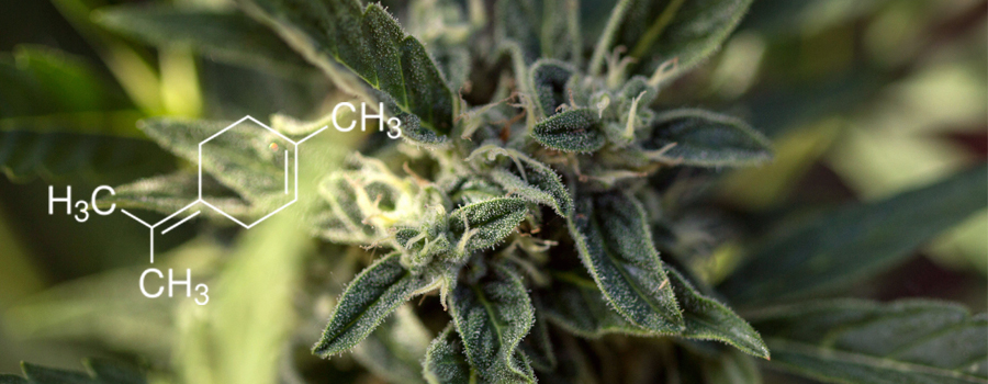 Terpinolene terpene cannabis