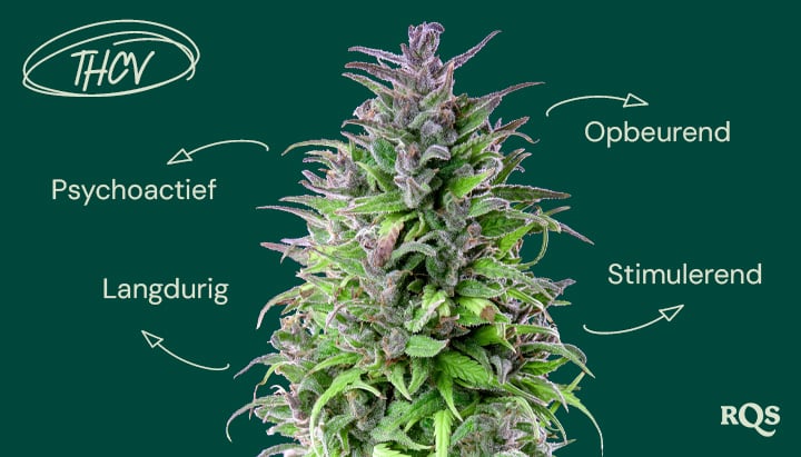 De effecten van THCV op stemming en energie Afbeelding van een cannabisplant met annotaties over de effecten van THCV in het Pools. De labels beschrijven THCV als psychoactief, langdurig, stimulerend en stemmingsverhogend.