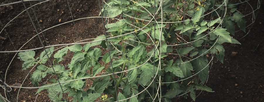 De tomatenkooien ondersteunen de knoppen De tomatenkooien ondersteunen de knoppen