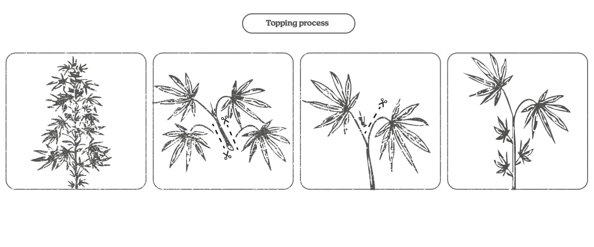 Diagram van het toppingproces bij cannabis: de hoofdtop afknippen om twee hoofdscheuten en meer cola’s te stimuleren