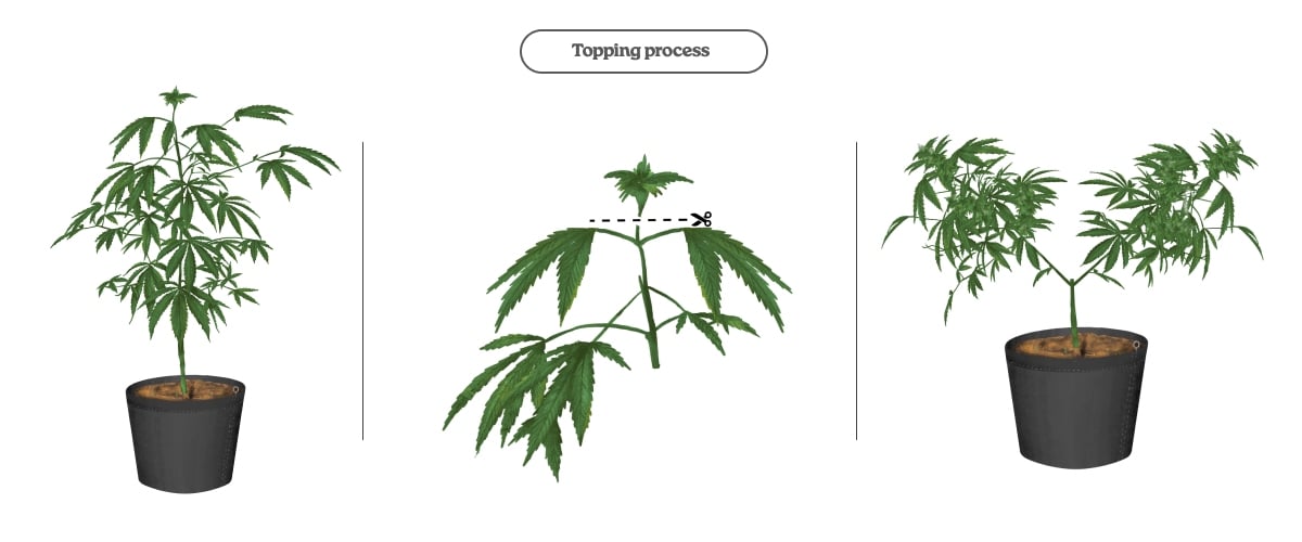 Diagram van het toppingproces bij cannabis: de hoofdtop afknippen om twee hoofdscheuten en meer cola’s te stimuleren