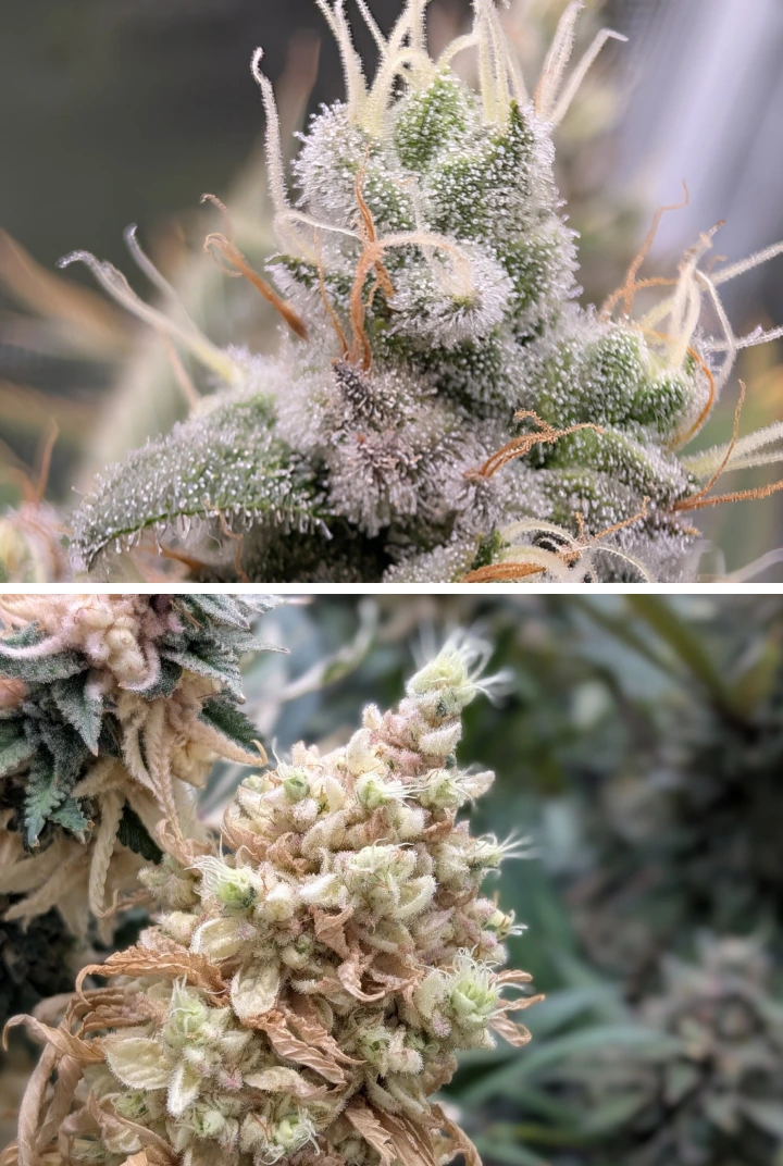 Harsrijke cannabis toppen met ijzige trichomen Close-up van harsrijke cannabis toppen met ijzige trichomen, lichte stampers en een dichte bloeistructuur.