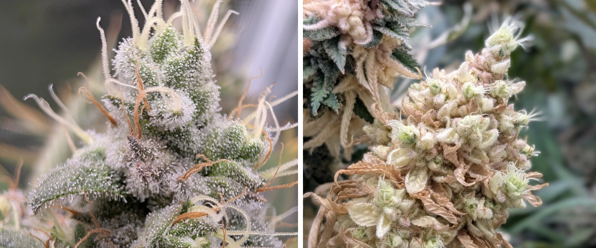 Harsrijke cannabis toppen met ijzige trichomen Close-up van harsrijke cannabis toppen met ijzige trichomen, lichte stampers en een dichte bloeistructuur.