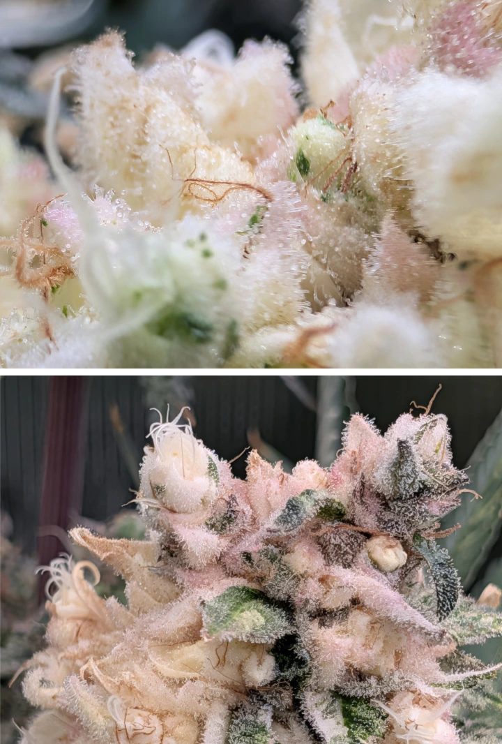 IJzige cannabistoppen met lichtroze harsrijke bloemen Macro close-up van ijzige cannabistoppen met een dikke laag trichomen, lichtroze tinten en dichte, harsrijke bloemen.