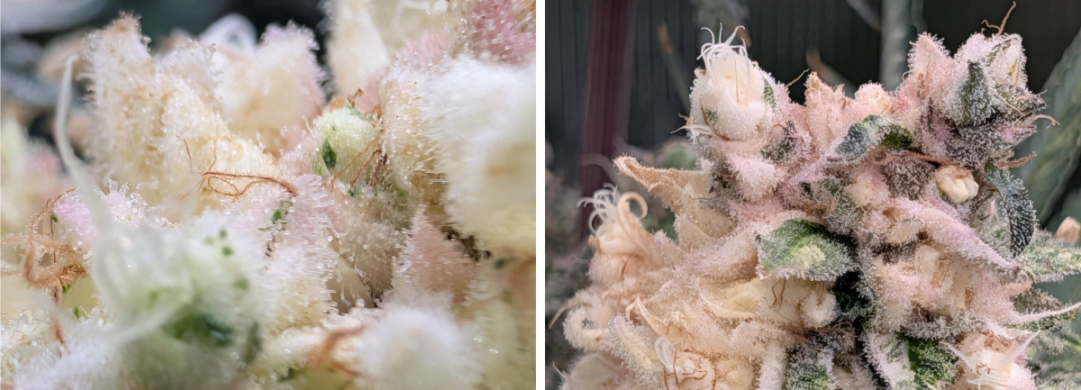 IJzige cannabistoppen met lichtroze harsrijke bloemen Macro close-up van ijzige cannabistoppen met een dikke laag trichomen, lichtroze tinten en dichte, harsrijke bloemen.