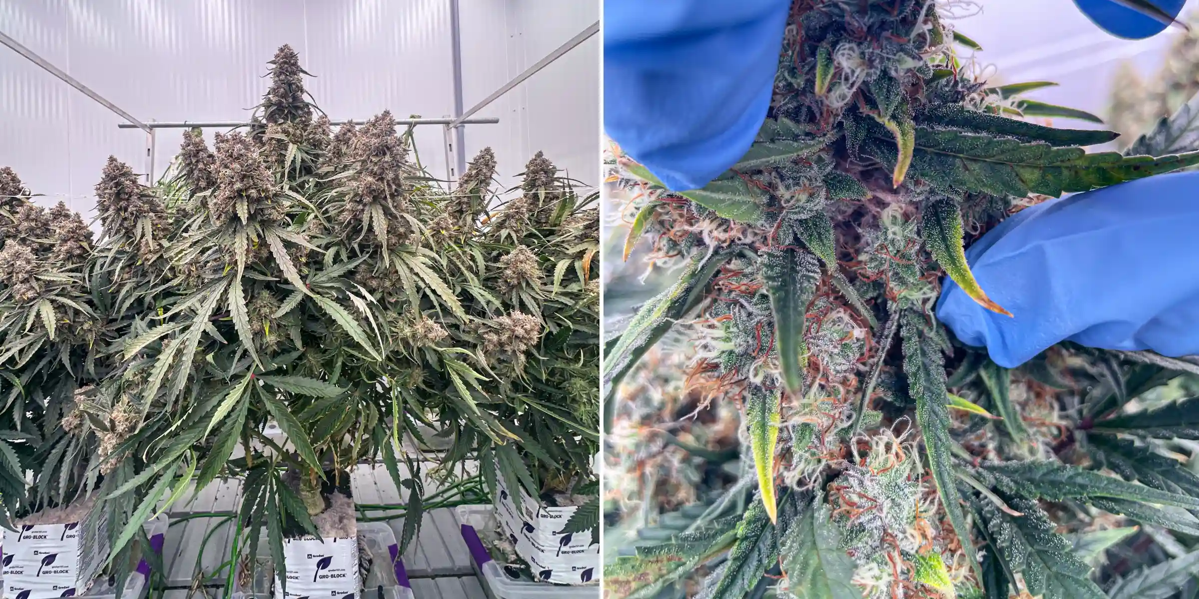 Terpeenanalyse van cannabis: close-up van een harsrijke bloem Cannabisplanten in late bloei tijdens een gecontroleerde steenwolproef, met dichte harsrijke cola’s, frosty trichomen, oranje stampers en close-up bloeminspectie voor terpeenanalyse.
