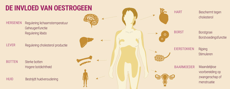 De invloed van oestrogeen en cannabis De invloed van oestrogeen en cannabis
