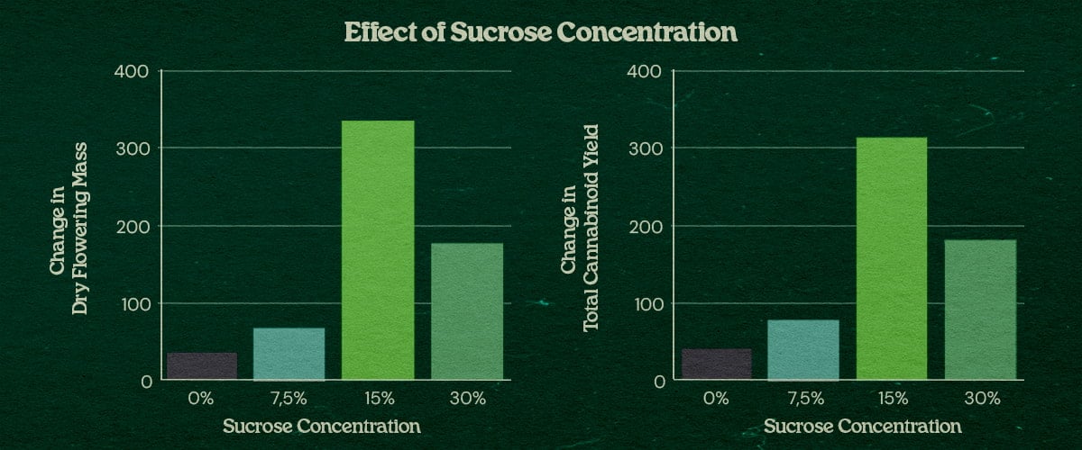 Grafiek effect sucroseconcentratie bij PSIS techniek tot +31% drooggewicht bloemen en +34% cannabinoïde opbrengst bij 15% tot 30% sucrose