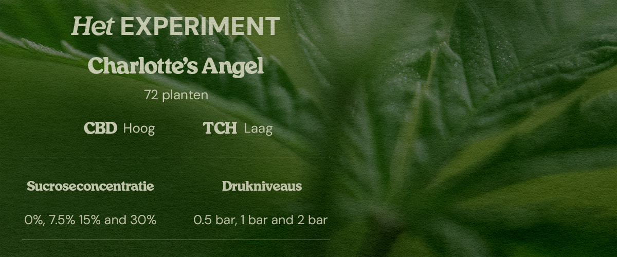 PSIS testopzet Charlotte’s Angel 72 planten high CBD low THC sucroseconcentraties 0% 7.5% 15% 30% en druk 0.5 bar 1 bar 2 bar