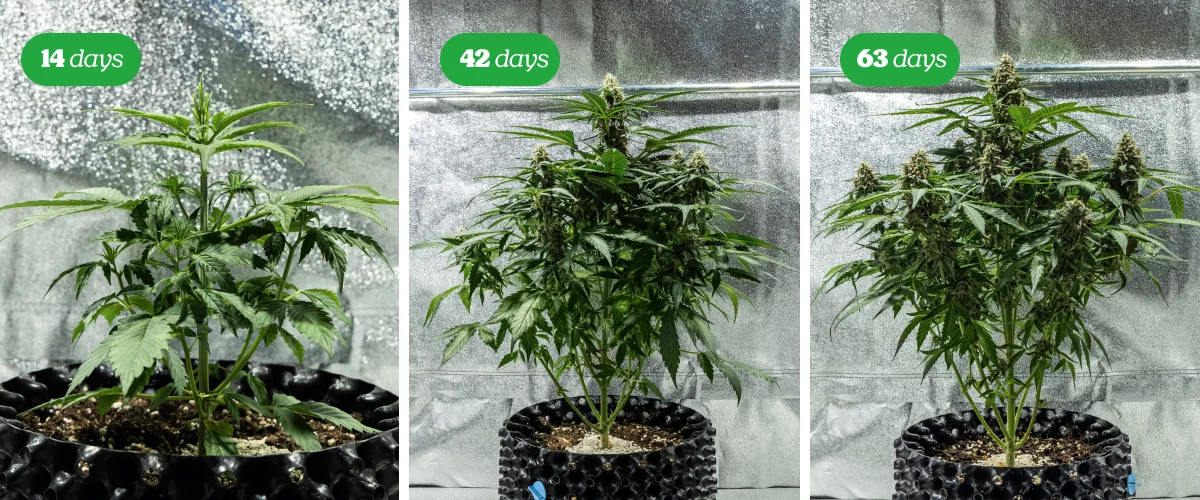 Cannabisplant in de bloeifase met meerdere harsrijke toppen tegen een zwarte achtergrond