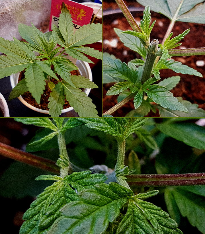 Cannabis toppen: 5-stappen gids 5-stappen collage van cannabis toppen: kiemplant, snijden top, steel na snij, nieuwe groei met stokje, vroege vertakking.