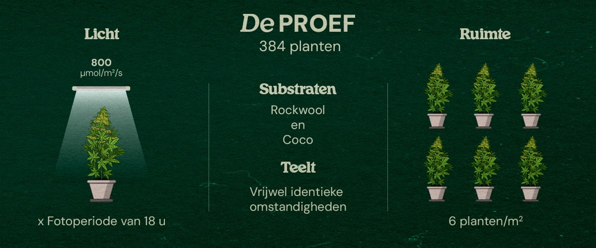 Gaia F1 Cannabis-Proef: 384 Planten in Steenwol en Kokos Infographic van Gaia F1 cannabis-proef met 384 planten onder LED-licht 800 μmol/m²/s, 18-uurs fotoperiode, substraten steenwol en kokos, bijna identieke omstandigheden, 6 planten/m².