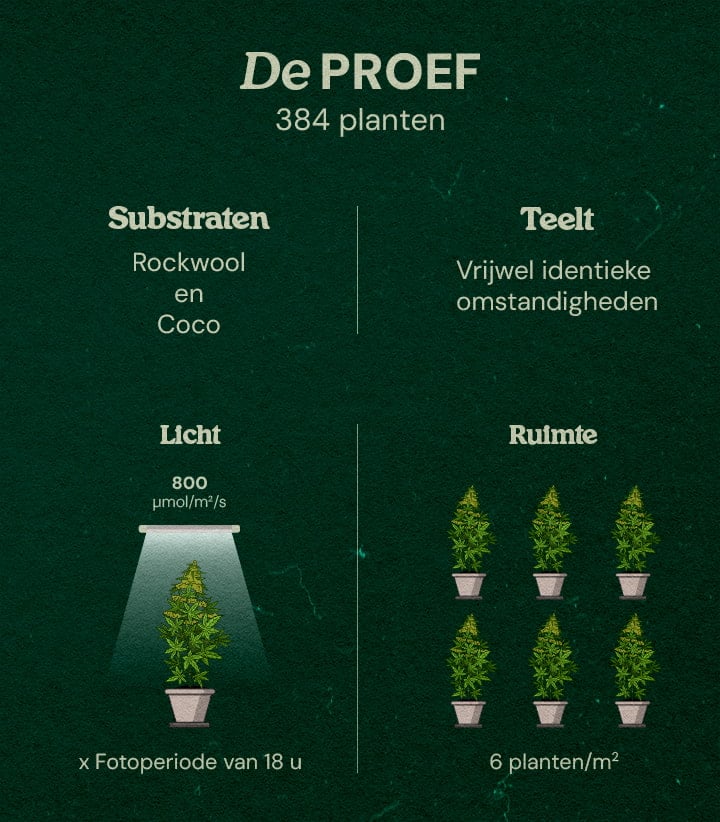 Gaia F1 Cannabis-Proef: 384 Planten in Steenwol en Kokos Infographic van Gaia F1 cannabis-proef met 384 planten onder LED-licht 800 μmol/m²/s, 18-uurs fotoperiode, substraten steenwol en kokos, bijna identieke omstandigheden, 6 planten/m².