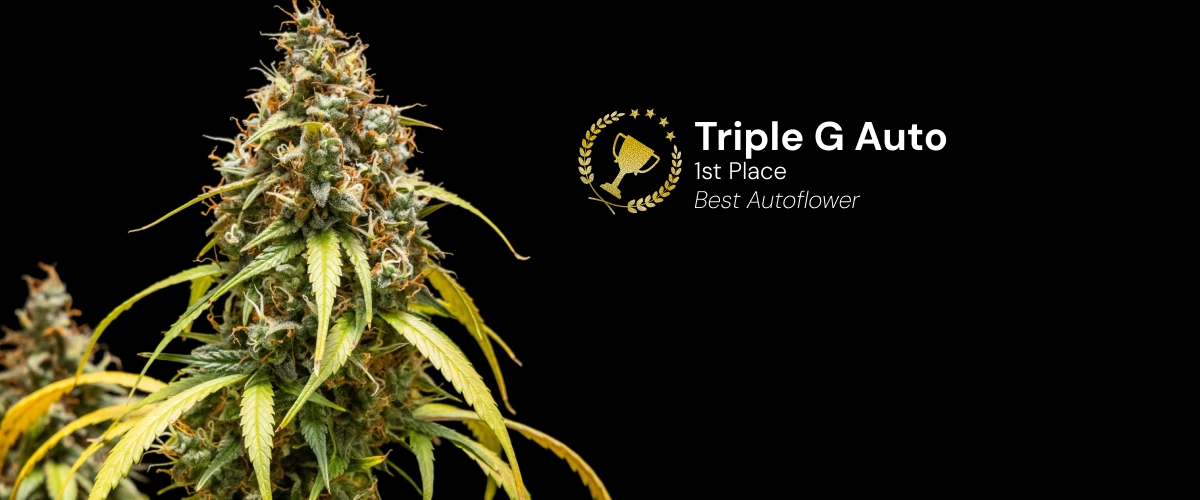 Triple G Auto, bekroonde cannabissoort Ontdek Triple G Auto, een bekroonde autoflower cannabissoort met harsrijke toppen en indrukwekkend groeipotentieel.