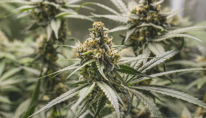 Tropical Mirage cannabisplant met dichte harsrijke toppen, oranje stampers, frostige bladeren en compacte bloeiende groei.