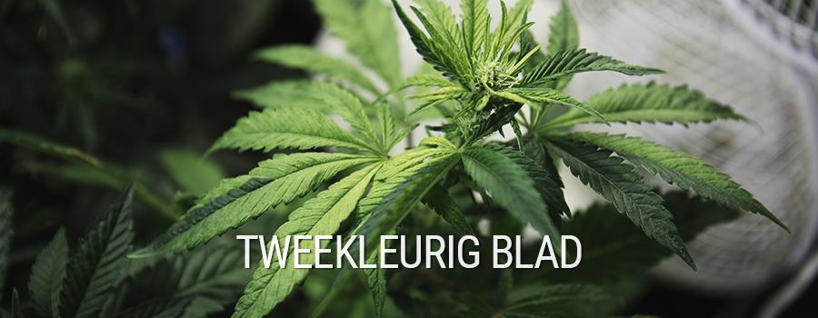Tweekleurig Blad Cannabis Tweekleurig Blad Cannabis