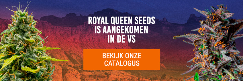 Royal Queen Seeds USA