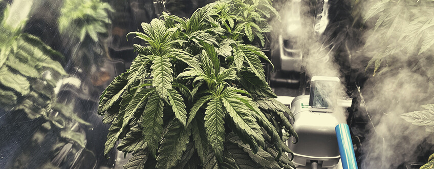 Over- en onderbewatering Cannabis-wortels