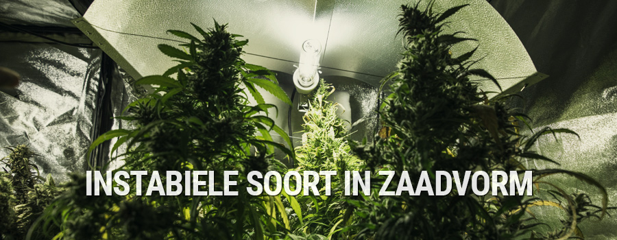 Instabiele Soort In Zaadvorm Instabiele Soort In Zaadvorm