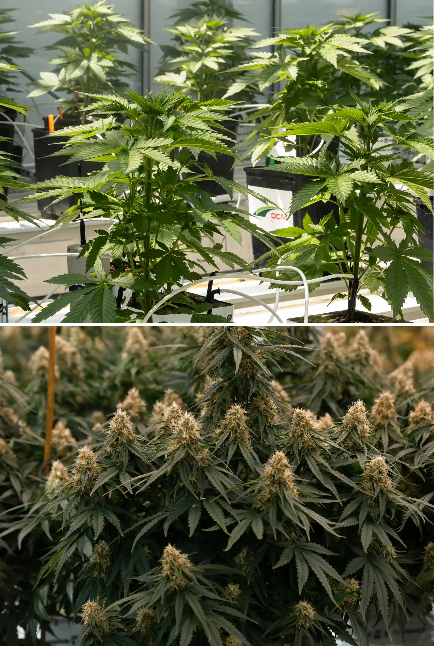 Zij-aan-zij vergelijking van cannabisplanten in de vegetatieve fase en de bloeifase, met jonge planten in steenwolblokken met irrigatielijnen naast volwassen planten met dichte bloeiende cola’s.