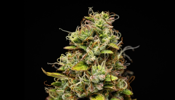 Wedding Cake Auto: sterke opbrengst zonder veel hoogte Wedding Cake Auto cannabistop met dichte harsrijke bloemen, oranje stampers, groene suikerblaadjes en compacte groei tegen een donkere achtergrond.