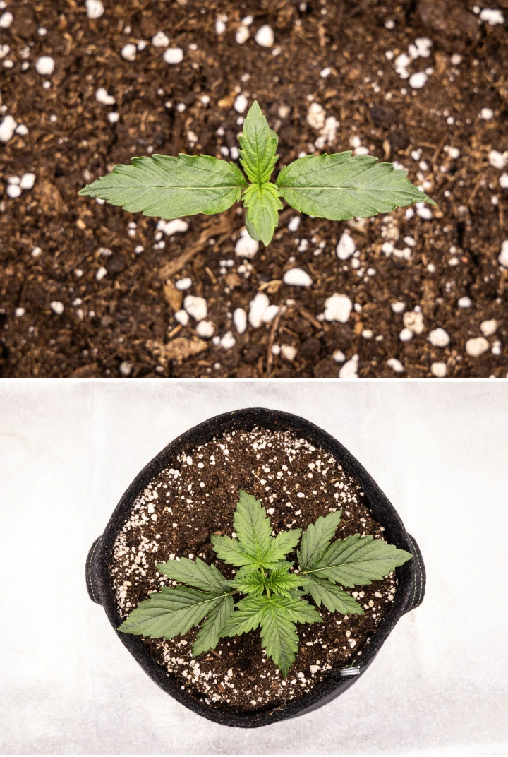 Wedding Cake Auto grow report: week 1, zaailingfase Wedding Cake Auto cannabiszaailing groeit in aarde tijdens week 1 van het grow report, met vroege bladontwikkeling, gezonde groene groei, perlietrijk substraat en een stoffen pot.