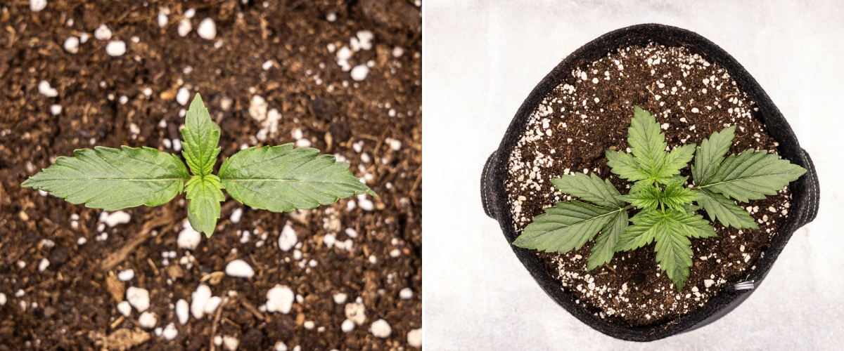 Wedding Cake Auto grow report: week 1, zaailingfase Wedding Cake Auto cannabiszaailing groeit in aarde tijdens week 1 van het grow report, met vroege bladontwikkeling, gezonde groene groei, perlietrijk substraat en een stoffen pot.