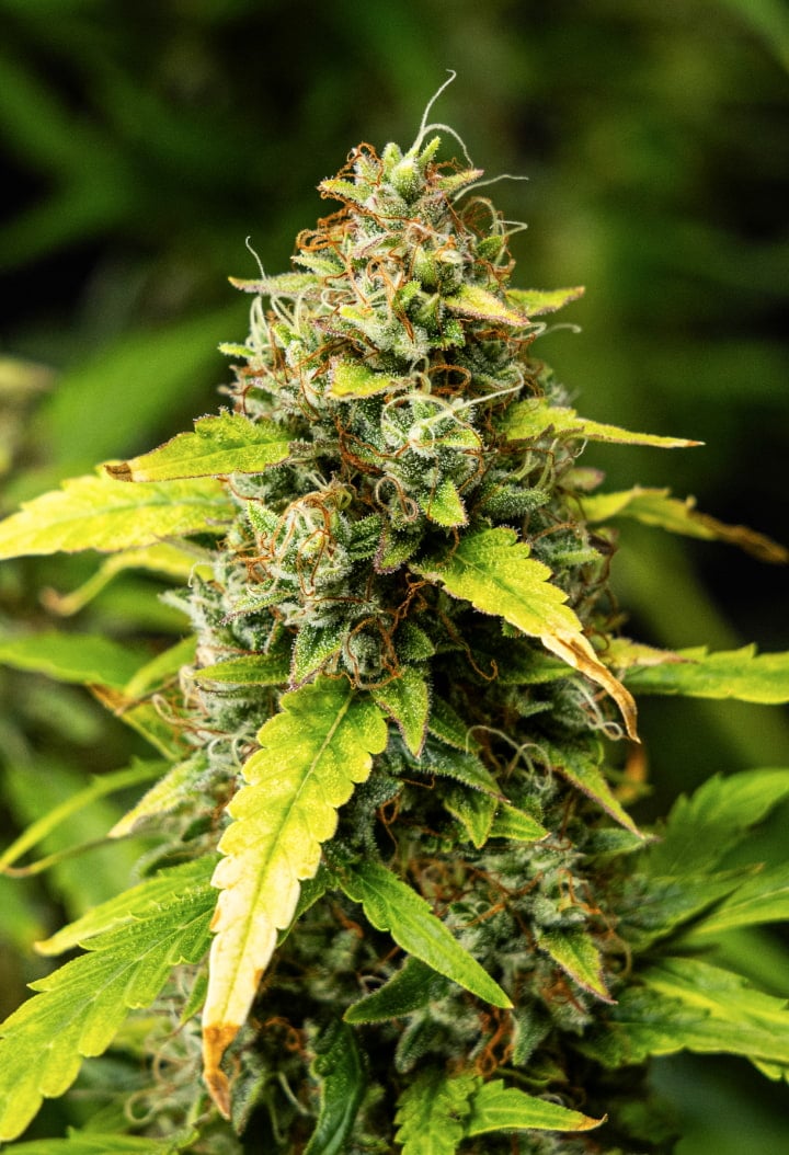 Close-up van Wedding Cake Auto cannabistoppen tijdens week 10 van het grow report, met dichte harsrijke bloemen, oranje stampers, frosty trichomen en verkleurende bladeren in de late bloei.