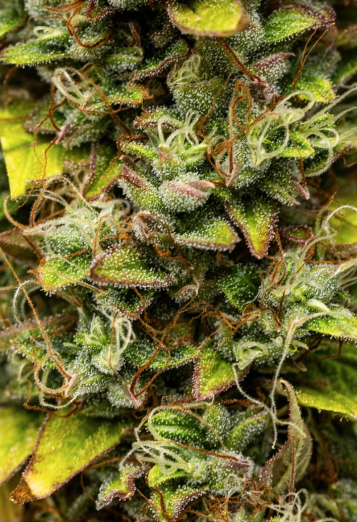 Wedding Cake Auto grow report: week 12, oogstrijpe toppen Close-up van Wedding Cake Auto cannabistoppen tijdens week 12 van het grow report, met oogstrijpe harsrijke bloemen, dichte trichomenbedekking, oranje stampers en verkleurende bladeren in de late bloei.