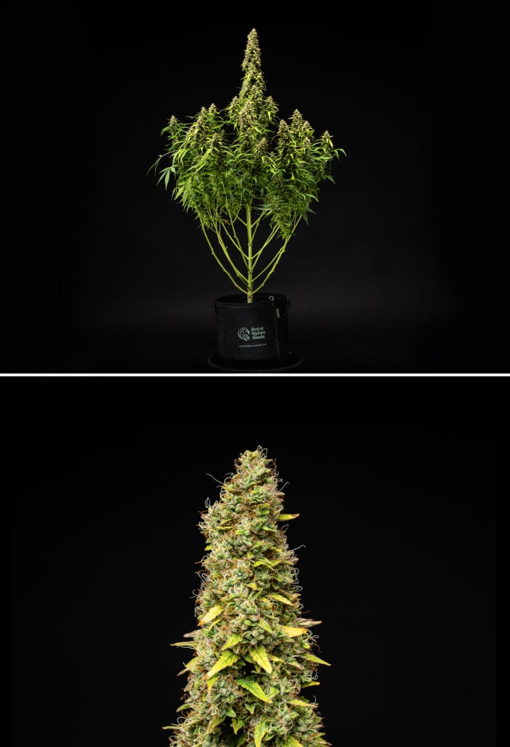 Wedding Cake Auto grow report: week 11, laatste rijping Wedding Cake Auto cannabisplant tijdens week 11 van het grow report, met een hoge rijpe structuur, dichte harsrijke toppen, oranje stampers, verkleurende bladeren en laatste rijping tegen een zwarte achtergrond.