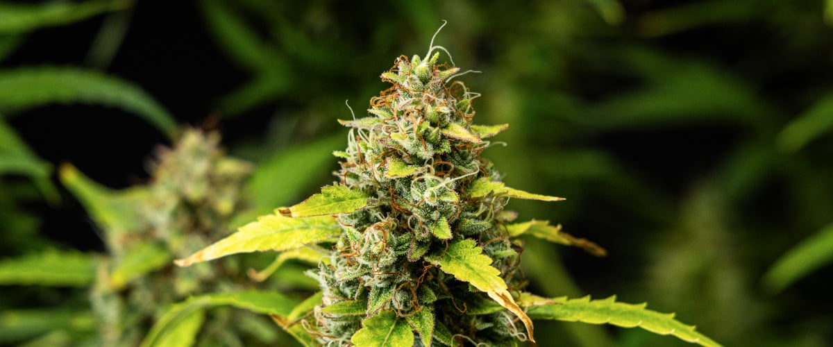 Wedding Cake Auto grow report: week 10, hars en dichtheid Close-up van Wedding Cake Auto cannabistoppen tijdens week 10 van het grow report, met dichte harsrijke bloemen, oranje stampers, frosty trichomen en verkleurende bladeren in de late bloei.
