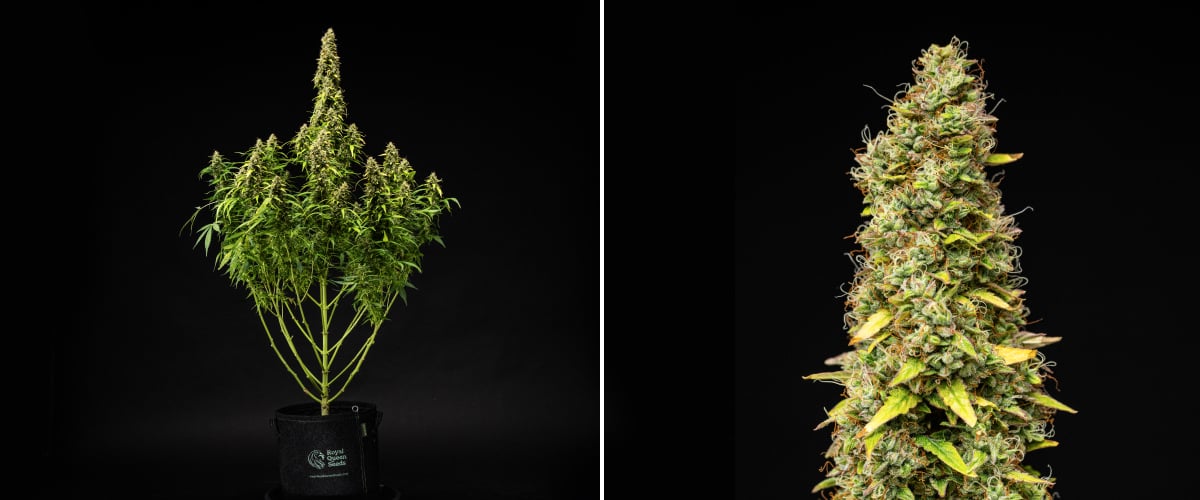 Wedding Cake Auto grow report: week 11, laatste rijping Wedding Cake Auto cannabisplant tijdens week 11 van het grow report, met een hoge rijpe structuur, dichte harsrijke toppen, oranje stampers, verkleurende bladeren en laatste rijping tegen een zwarte achtergrond.