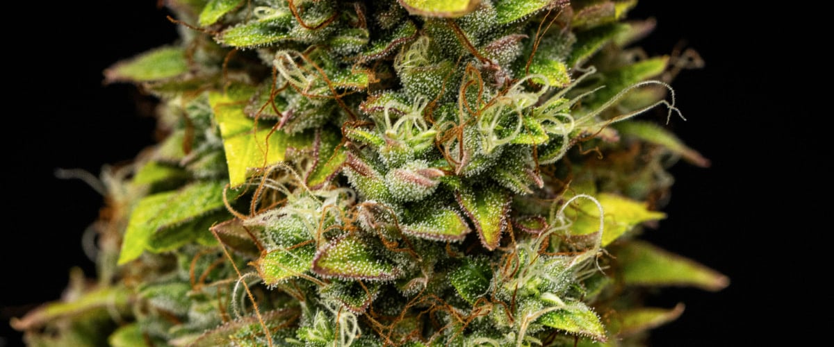 Wedding Cake Auto grow report: week 12, oogstrijpe toppen Close-up van Wedding Cake Auto cannabistoppen tijdens week 12 van het grow report, met oogstrijpe harsrijke bloemen, dichte trichomenbedekking, oranje stampers en verkleurende bladeren in de late bloei.