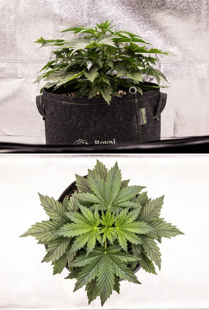 Wedding Cake Auto grow report: week 4, vroege bloei Wedding Cake Auto cannabisplant groeit in een stoffen pot tijdens week 4 van het grow report, met vroege tekenen van bloei, sterke verticale groei, gezond blad en witte stampers bij de stengelknopen.