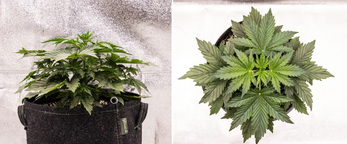 Wedding Cake Auto grow report: week 2, vegetatieve groei Wedding Cake Auto cannabisplant groeit in een stoffen pot tijdens week 2 van het grow report, met dichte vegetatieve ontwikkeling, brede groene bladeren, compacte structuur en gezond blad.
