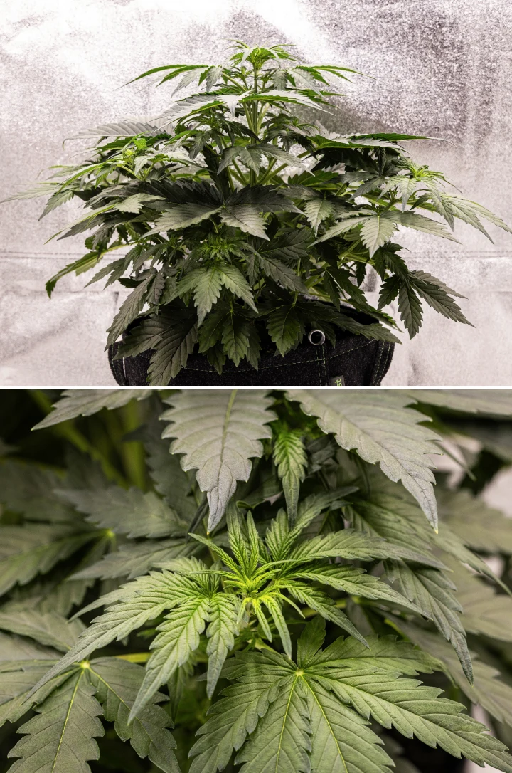 Wedding Cake Auto grow report: week 3, voorbloei-groei Wedding Cake Auto cannabisplant groeit in een stoffen pot tijdens week 3 van het grow report, met dicht groen blad, compacte bossige structuur, nieuwe topgroei en vroege voorbloei-ontwikkeling.