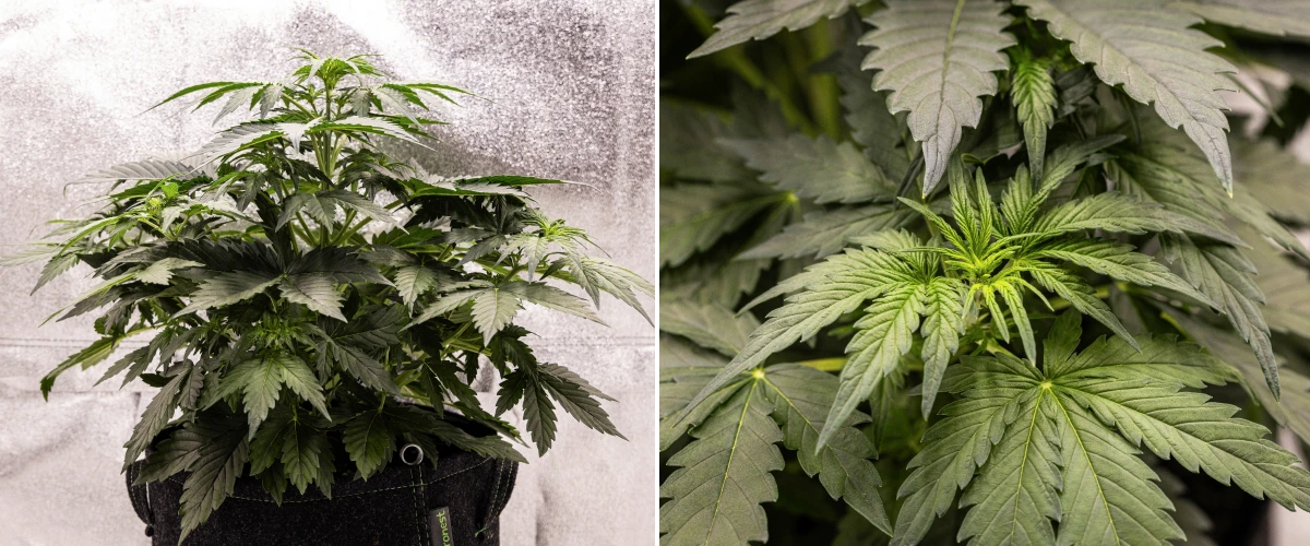 Wedding Cake Auto grow report: week 3, voorbloei-groei Wedding Cake Auto cannabisplant groeit in een stoffen pot tijdens week 3 van het grow report, met dicht groen blad, compacte bossige structuur, nieuwe topgroei en vroege voorbloei-ontwikkeling.