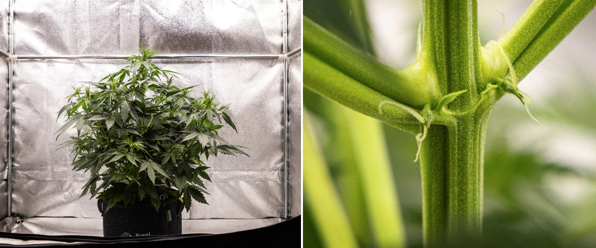 Wedding Cake Auto grow report: week 4, vroege bloei Wedding Cake Auto cannabisplant groeit in een stoffen pot tijdens week 4 van het grow report, met vroege tekenen van bloei, sterke verticale groei, gezond blad en witte stampers bij de stengelknopen.