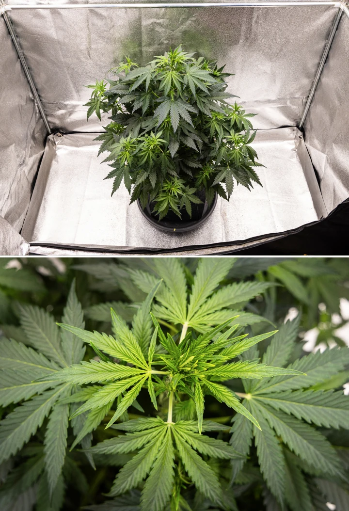 Wedding Cake Auto grow report: week 5, vroege topontwikkeling Wedding Cake Auto cannabisplant groeit in een stoffen pot tijdens week 5 van het grow report, met sterke verticale groei, vroege topontwikkeling, gezond groen blad en meerdere bloeiplekken.