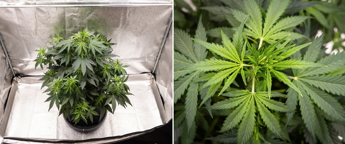 Wedding Cake Auto grow report: week 5, vroege topontwikkeling Wedding Cake Auto cannabisplant groeit in een stoffen pot tijdens week 5 van het grow report, met sterke verticale groei, vroege topontwikkeling, gezond groen blad en meerdere bloeiplekken.