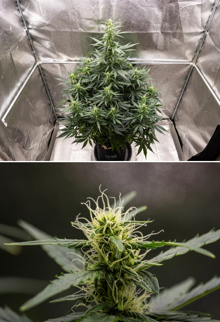 Wedding Cake Auto grow report: week 6, bloeiende toppen Wedding Cake Auto cannabisplant groeit in een stoffen pot tijdens week 6 van het grow report, met hoge bloeiontwikkeling, ontwikkelende toppen, frisse witte stampers en gezonde groene bladeren.