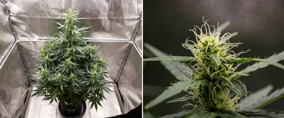 Wedding Cake Auto grow report: week 6, bloeiende toppen Wedding Cake Auto cannabisplant groeit in een stoffen pot tijdens week 6 van het grow report, met hoge bloeiontwikkeling, ontwikkelende toppen, frisse witte stampers en gezonde groene bladeren.
