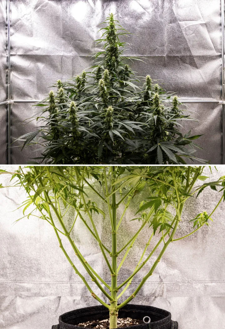 Wedding Cake Auto grow report: week 7, laatste stretch Wedding Cake Auto cannabisplant tijdens week 7 van het grow report, met hoge bloeiende cola’s, sterke takstructuur, gesnoeide lagere groei, gezonde stelen en ontwikkelende toppen.