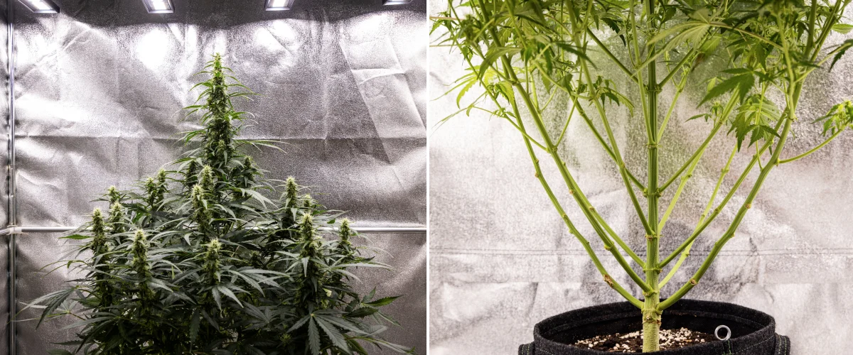 Wedding Cake Auto grow report: week 7, laatste stretch Wedding Cake Auto cannabisplant tijdens week 7 van het grow report, met hoge bloeiende cola’s, sterke takstructuur, gesnoeide lagere groei, gezonde stelen en ontwikkelende toppen.