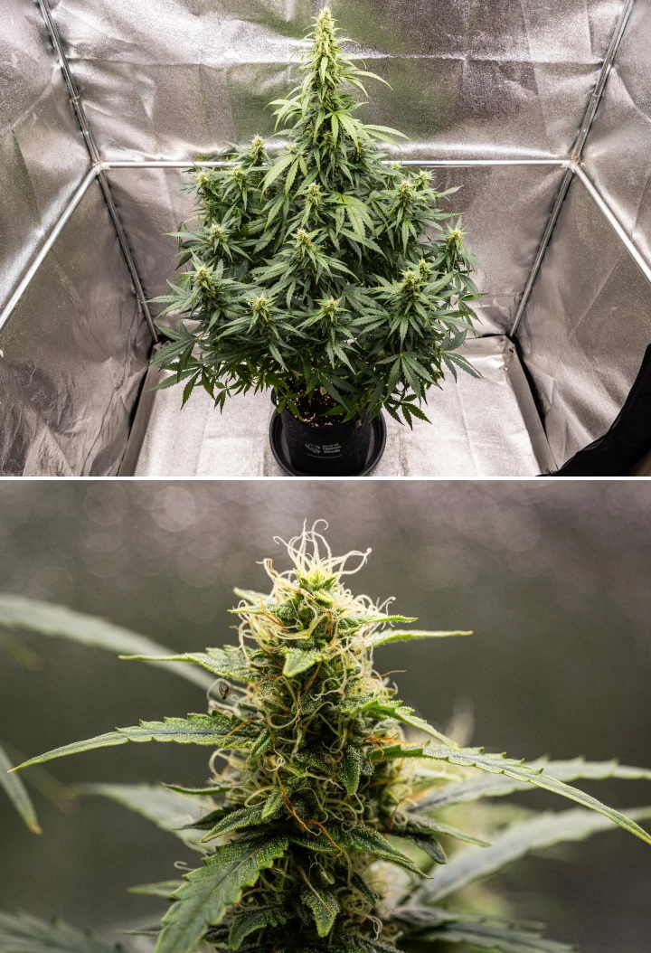 Wedding Cake Auto grow report: week 8, harsrijke toppen Wedding Cake Auto cannabisplant tijdens week 8 van het grow report, met harsrijke topontwikkeling, witte en oranje stampers, gezonde suikerblaadjes en hoge bloeiende cola’s.