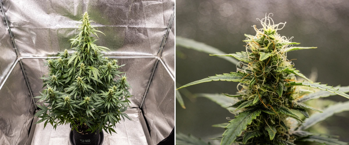 Wedding Cake Auto grow report: week 8, harsrijke toppen Wedding Cake Auto cannabisplant tijdens week 8 van het grow report, met harsrijke topontwikkeling, witte en oranje stampers, gezonde suikerblaadjes en hoge bloeiende cola’s.